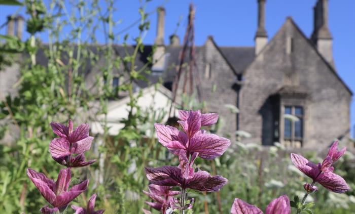 Cowbridge Physic Garden